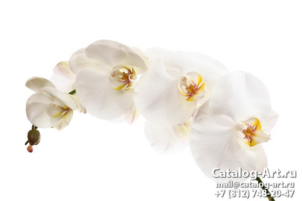 White orchids 38